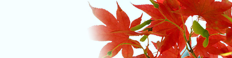 Red-Leaves