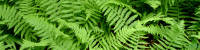 ferns_01.jpg