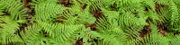 ferns_02.jpg