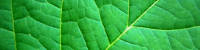 leaf_texture.jpg