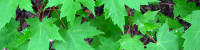 maple_leaves.jpg
