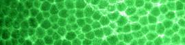 20090118-green-foam-pattern.jpg