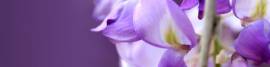 purple_flowers.jpg