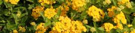 yellow_flowers3.jpg