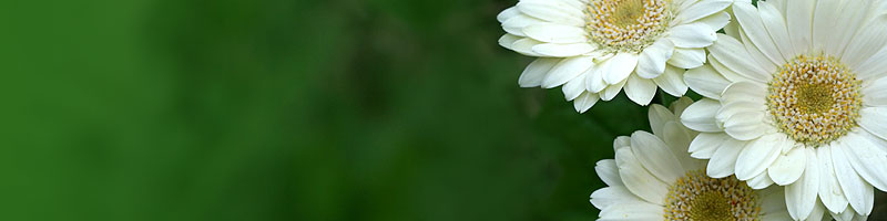 white_flowers