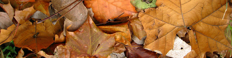 123107_leaves