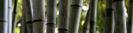 bamboo-3.jpg