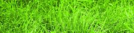 grass.JPG