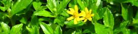 greens_with_yellow_flower02.jpg