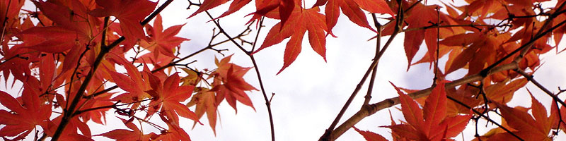 red_maple